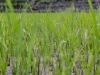 Plan de riz à Kiltepan