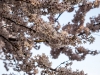 Cerisiers en fleur encore