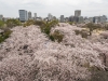 Cerisiers en fleur depuis le château de Fukuoka